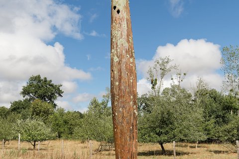 L'aiguille de bois