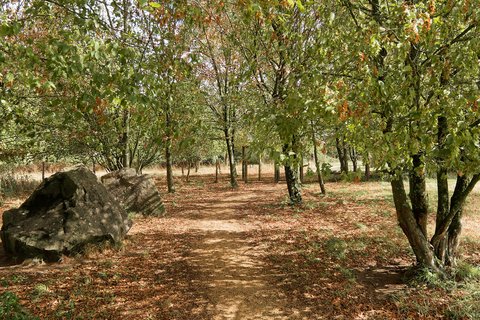 L'allée d'arbres