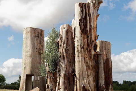 Les troncs-colonnes