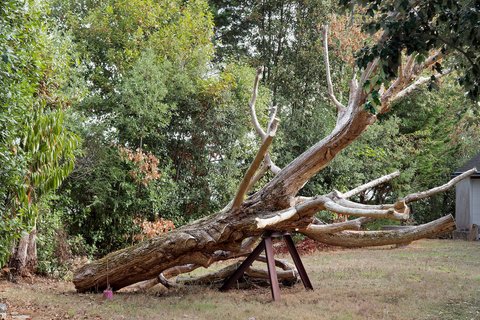 L'arbre mort sur ses béquilles