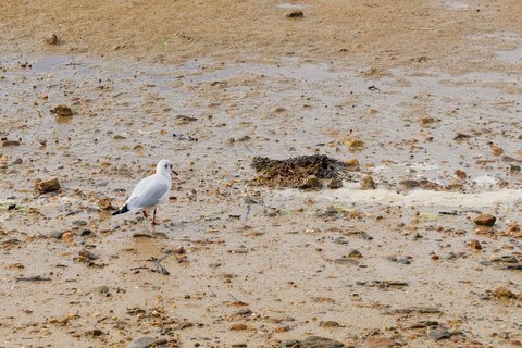 Mouette rieuse sur l'estran
