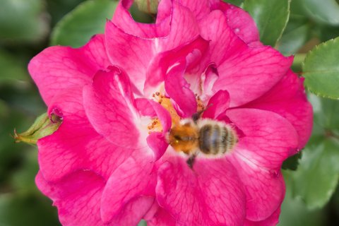 Bourdon dans la rose