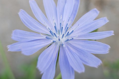 Fleur de chicorée
