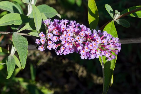 Buddleia
